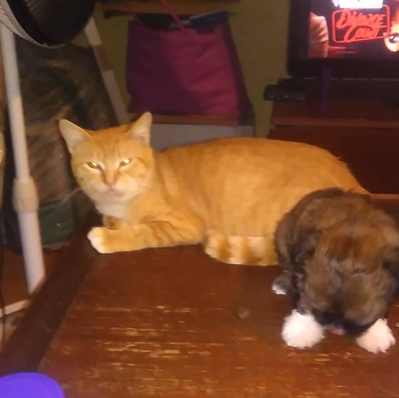 Meet your Posher, David - Picture 1 of 1